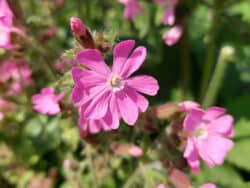 Rote Lichtnelke (Silene dioica)