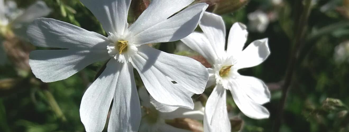 Weiße Lichtnelke (Silene latifolia)