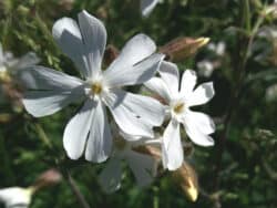 Weiße Lichtnelke (Silene latifolia)