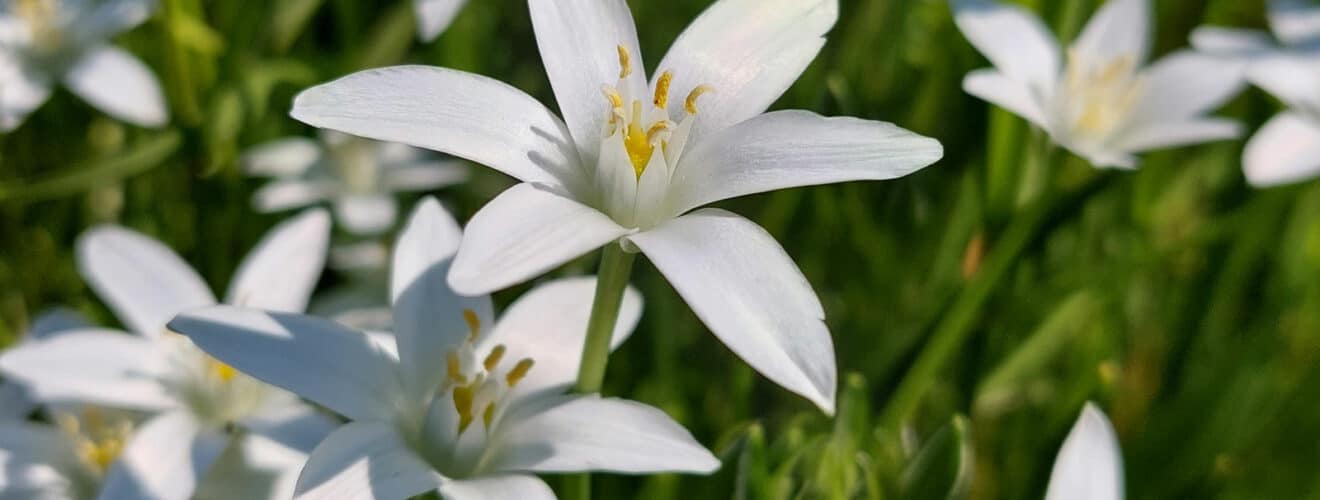 Dolden-Milchstern (Ornithogalum umbellatum)