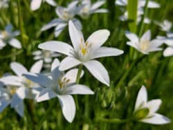 Dolden-Milchstern (Ornithogalum umbellatum)