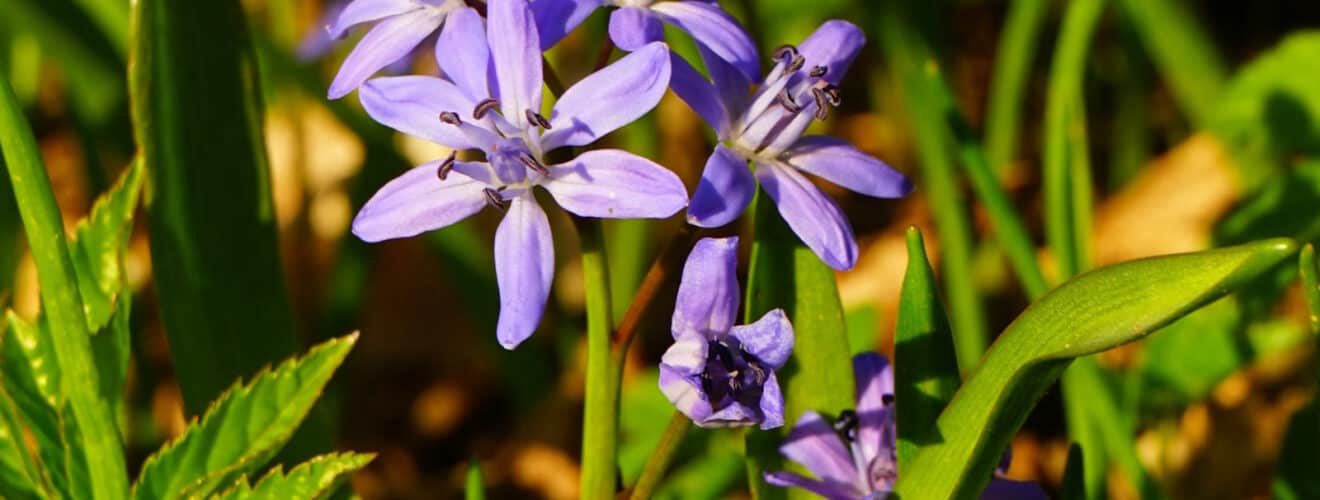 Zweiblättrige Blaustern (Scilla bifolia)