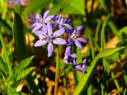 ZweiblÃ¤ttrige Blaustern (Scilla bifolia)