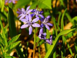 Zweiblättrige Blaustern (Scilla bifolia)