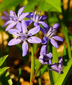 Zweiblättriger Blaustern (Scilla bifolia)