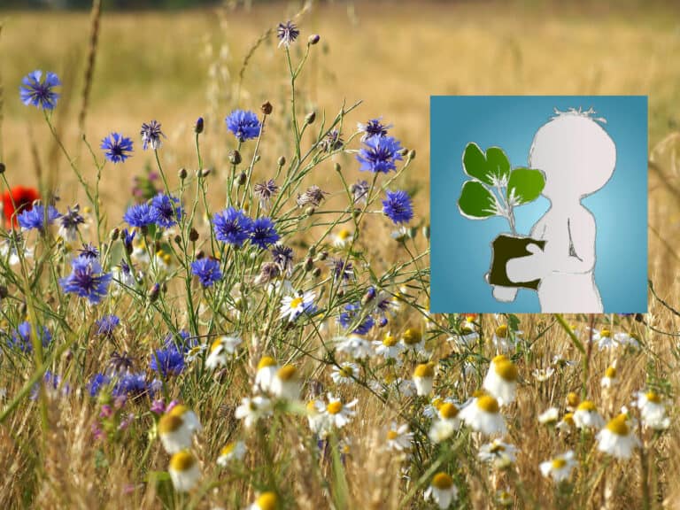 Willkommen im Wildkräuter-Blog