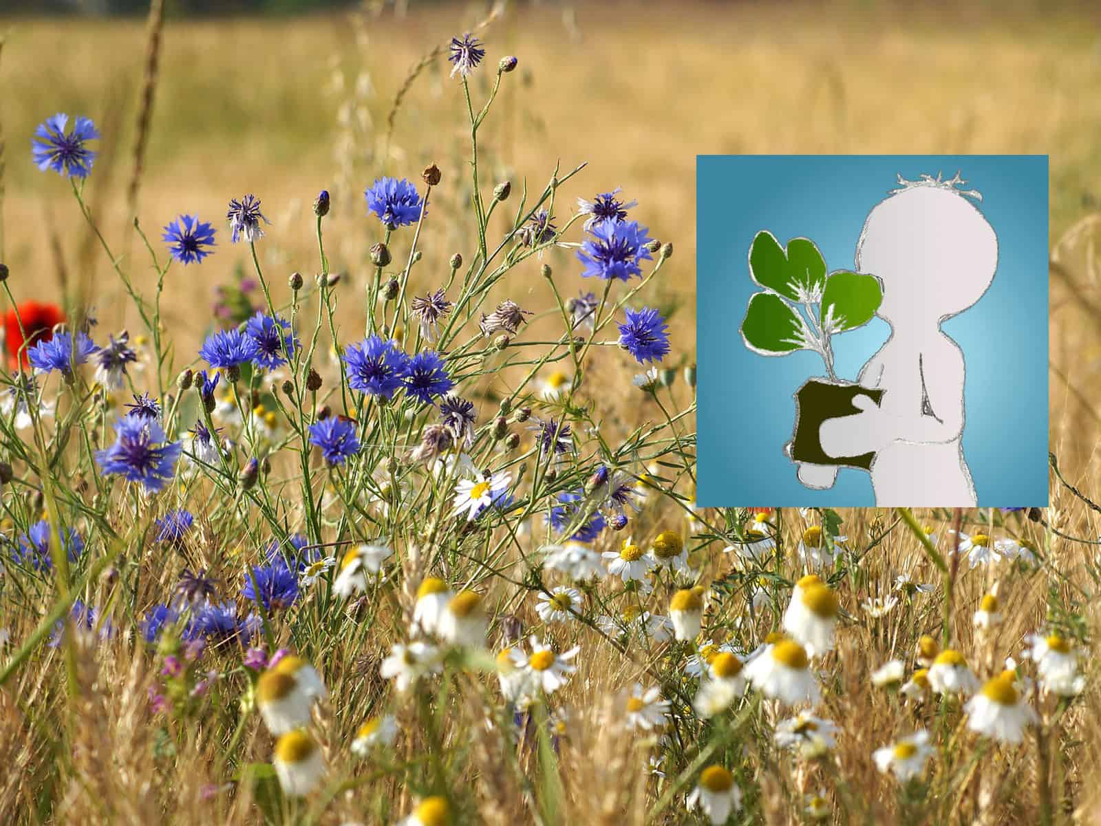 Willkommen im Wildkräuter-Blog