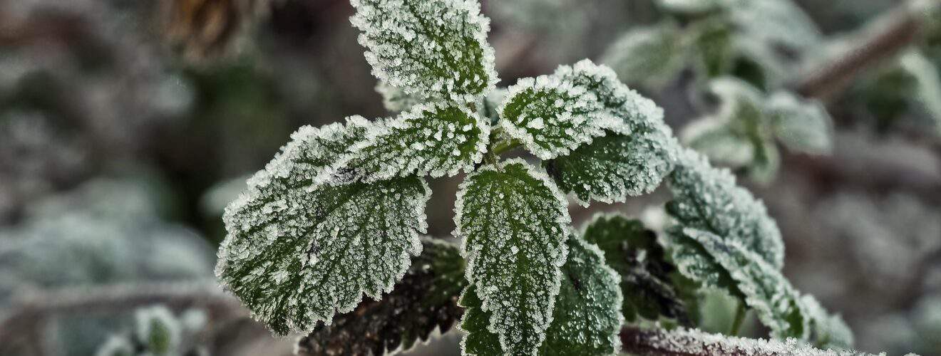 Brennnessel im Winter