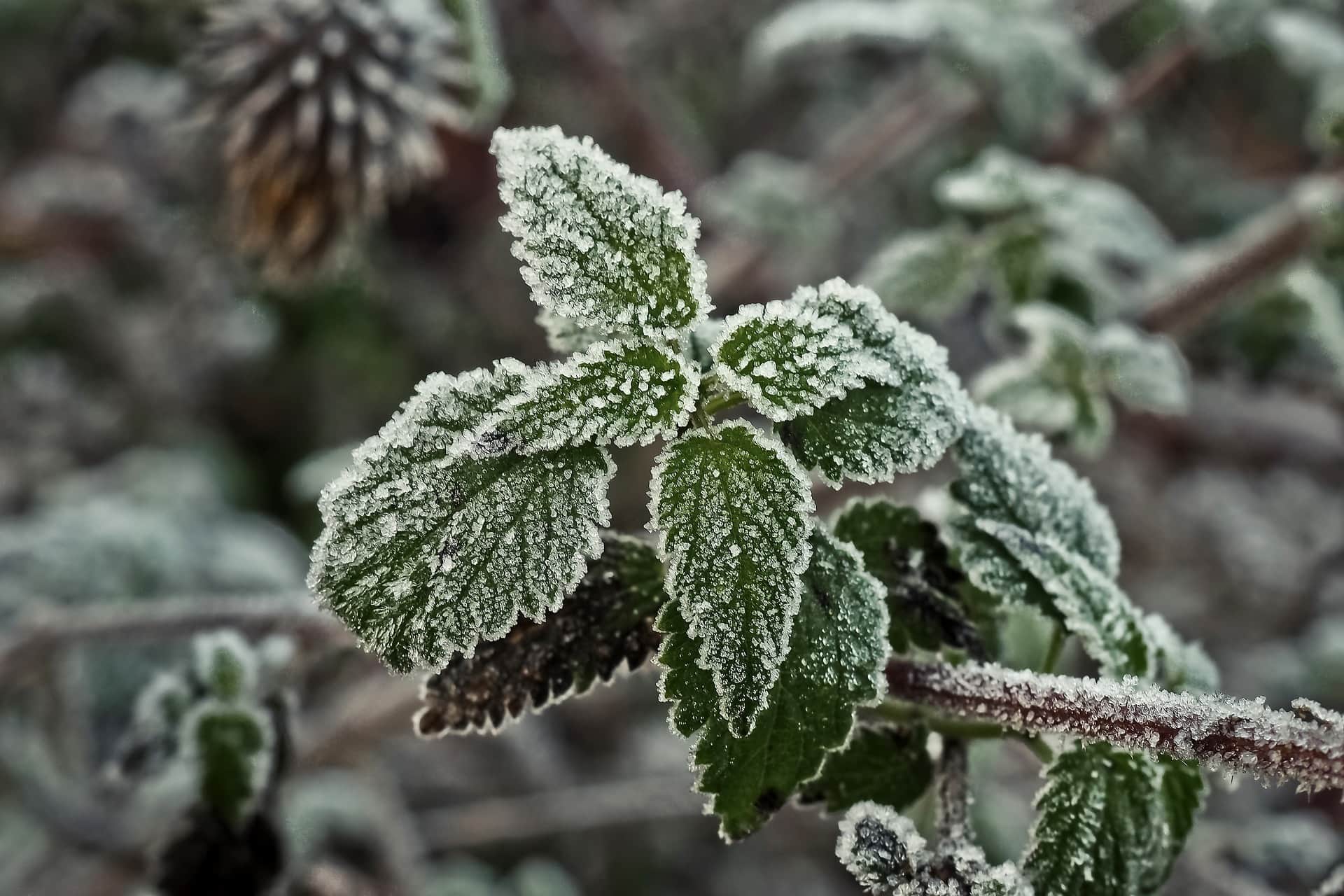 Brennnessel im Winter
