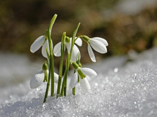 Schneeglöckchen im Schnee