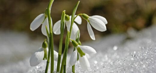 Schneeglöckchen im Schnee