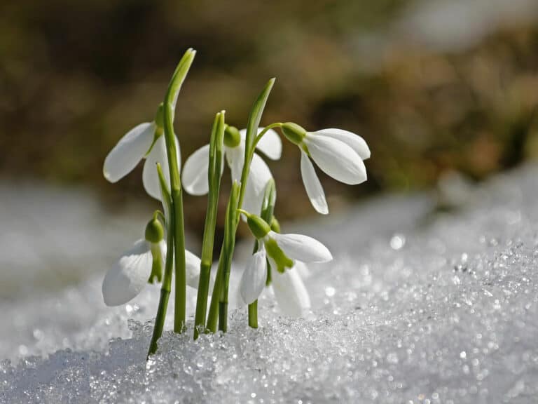 Schneeglöckchen im Schnee