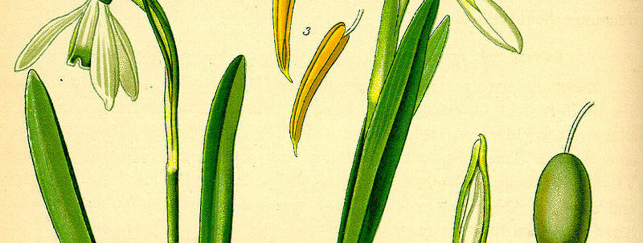 Amaryllisgewächse (Amaryllidaceae)