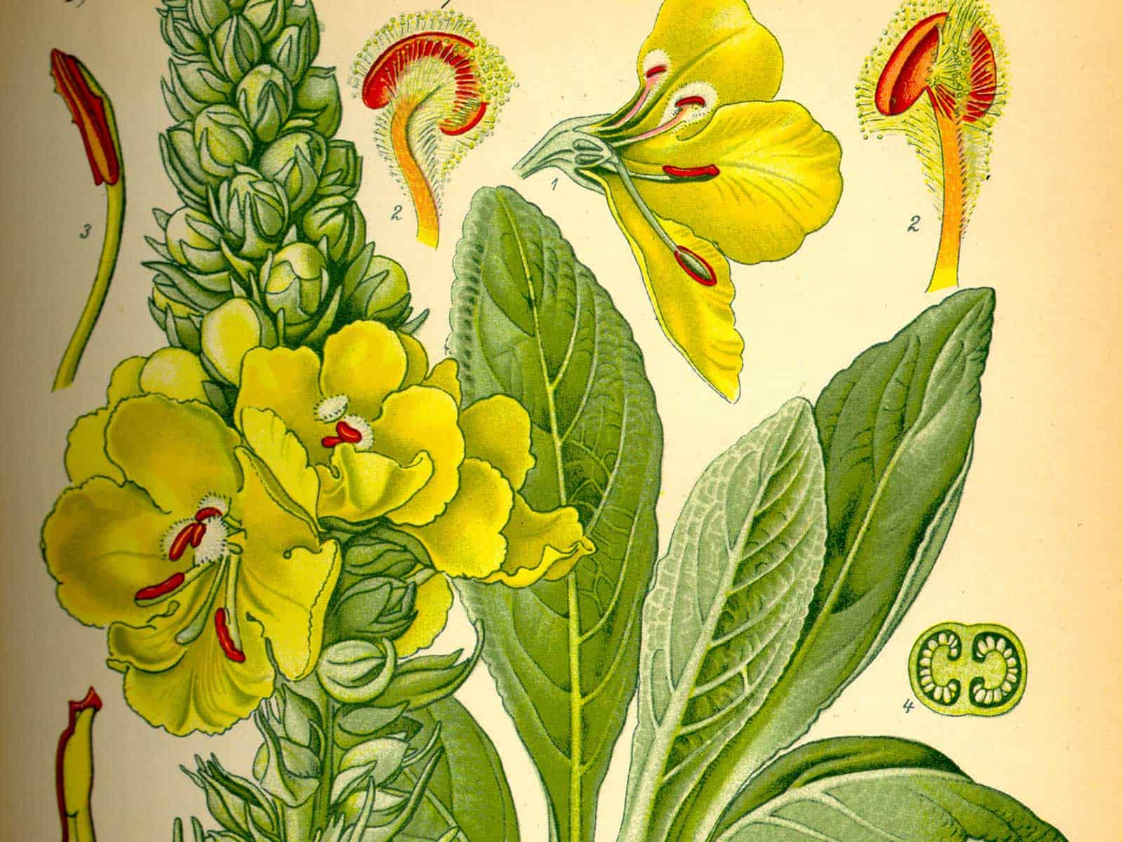 Braunwurzgewächse (Scrophulariaceae)