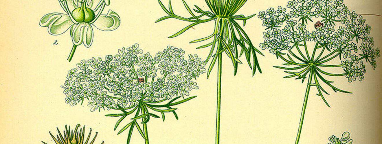 Doldenblütler (Apiaceae)