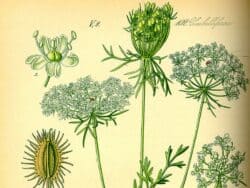 Doldenblütler (Apiaceae)