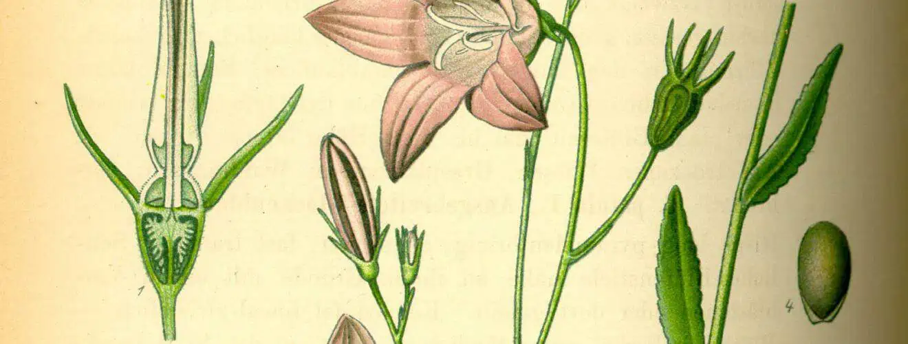 Glockenblumengewächse (Campanulaceae)