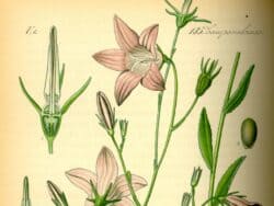 Glockenblumengewächse (Campanulaceae)