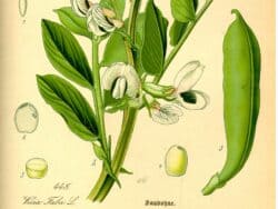 Hülsenfrüchtler (Fabaceae)