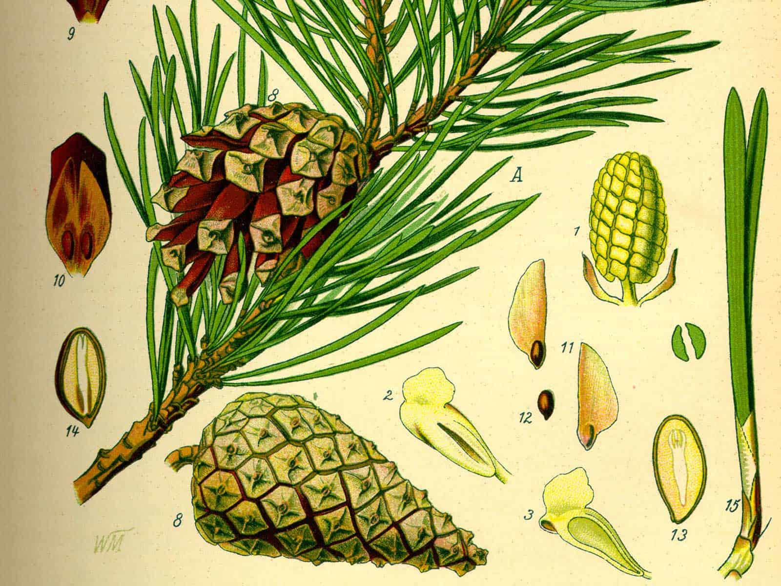 Kieferngewächse (Pinaceae)