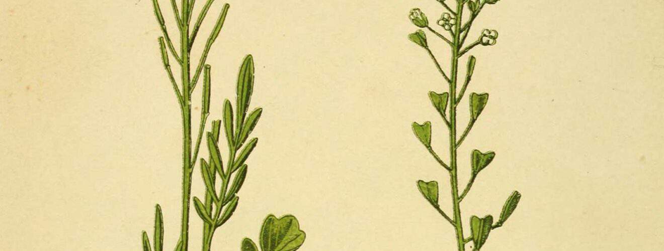 Kreuzblütengewächse (Brassicaceae)