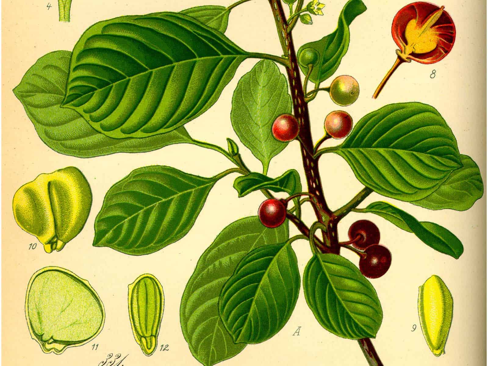 Kreuzdorngewächse (Rhamnaceae)