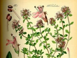 Lippenblütengewächse (Lamiaceae)