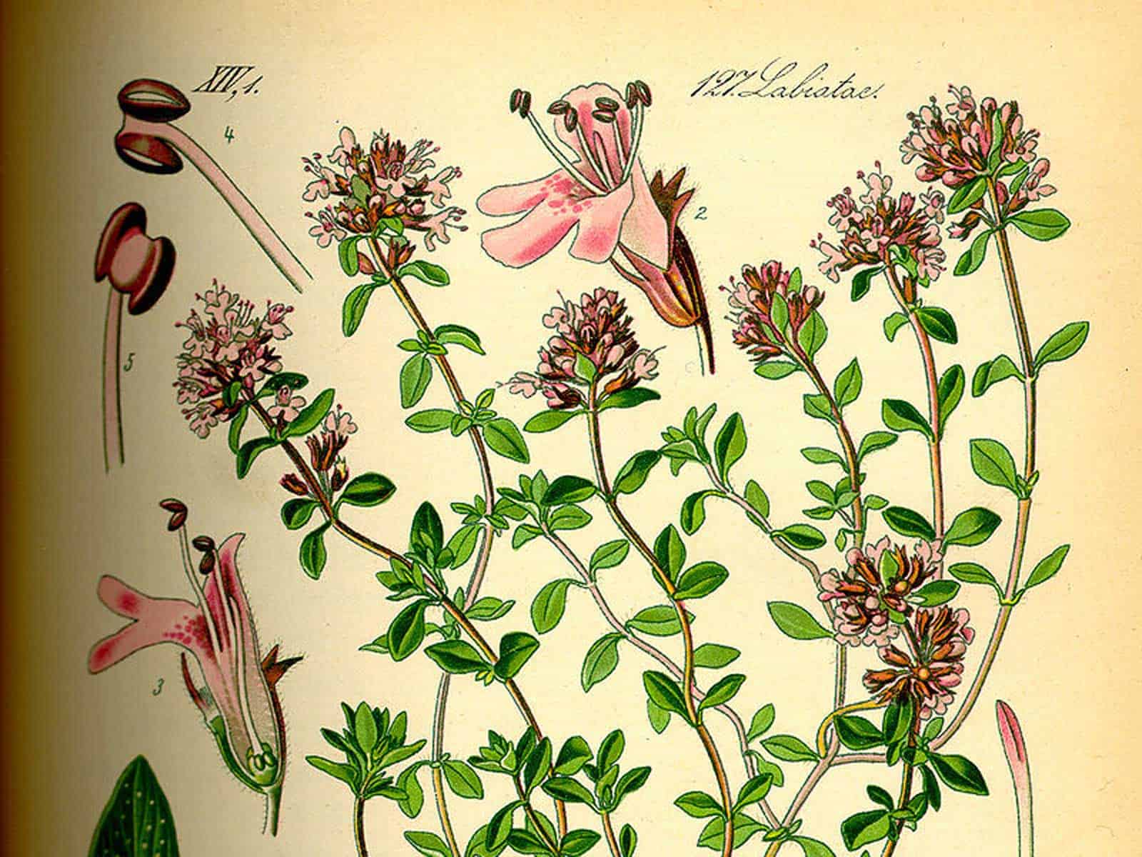 Lippenblütengewächse (Lamiaceae)