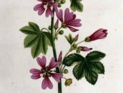 Malvengewächse (Malvaceae)