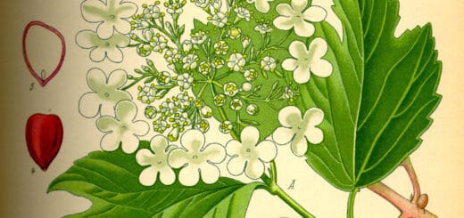 Moschuskrautgewächse (Adoxaceae)