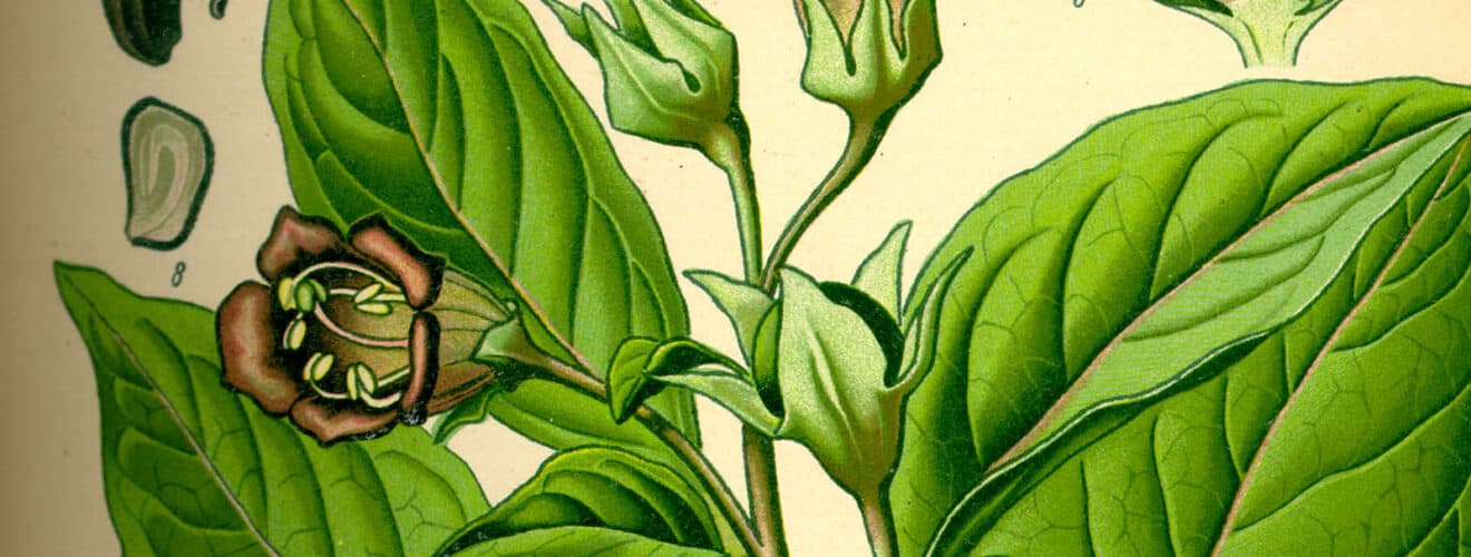Nachtschattengewächse (Solanaceae)
