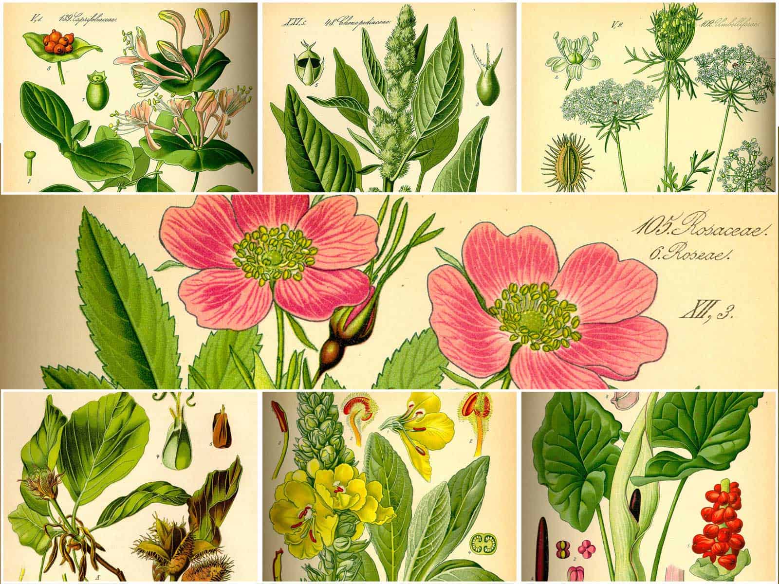 Pflanzenfamilien A-Z