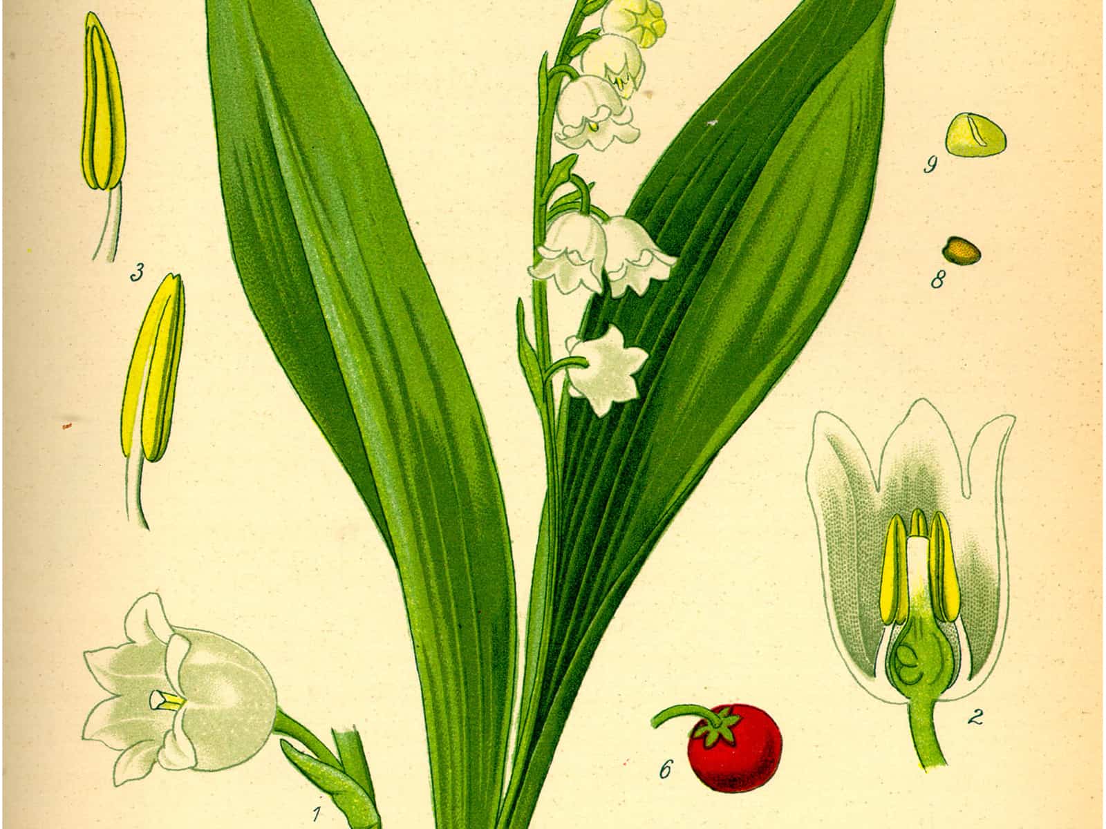 Spargelgewächse (Asparagaceae)