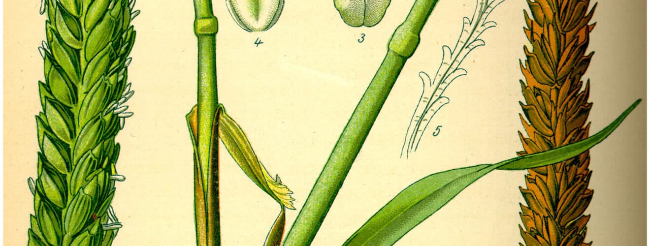 Süßgräser (Poaceae)