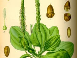 Wegerichgewächse (Plantaginaceae)