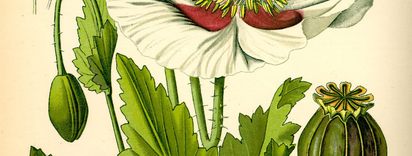 Mohngewächse (Papaveraceae)