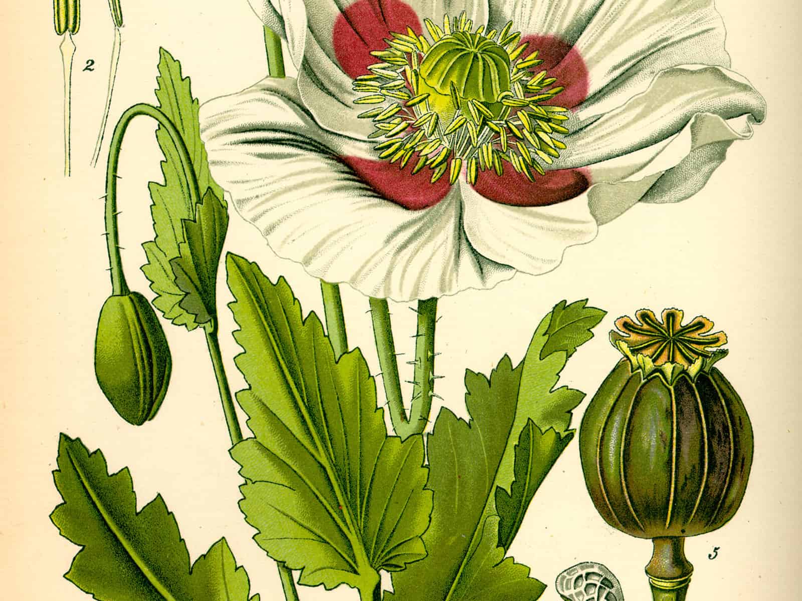 Mohngewächse (Papaveraceae)