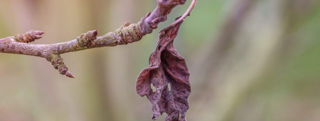 Vertrocknetes Blatt auf Zweig - Lebensdauer von Pflanzen