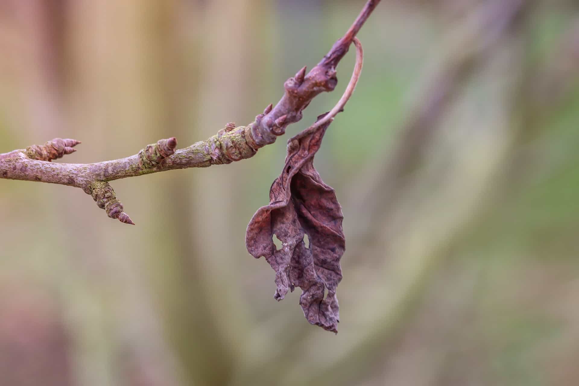 Vertrocknetes Blatt auf Zweig - Lebensdauer von Pflanzen