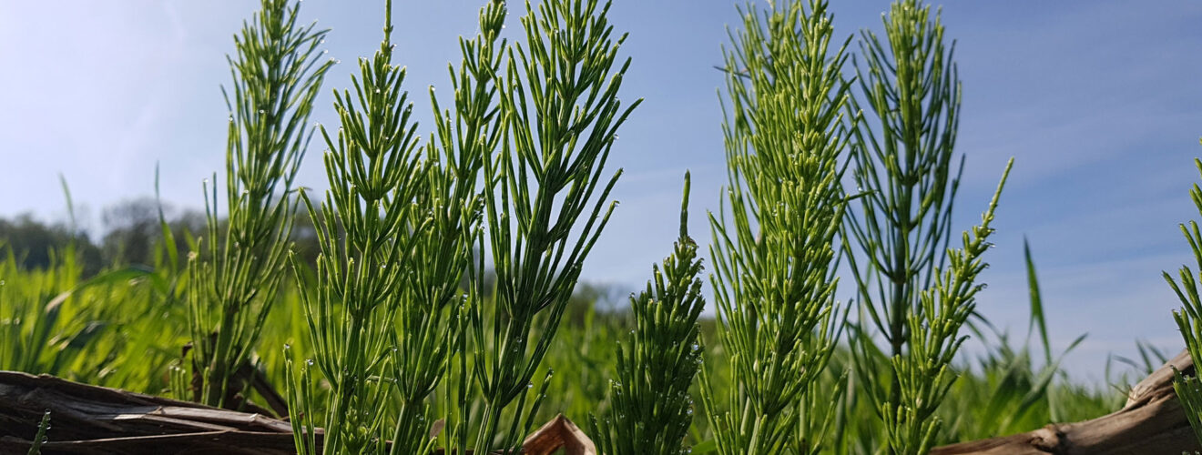 Moose, Farne & Schachtelhalme