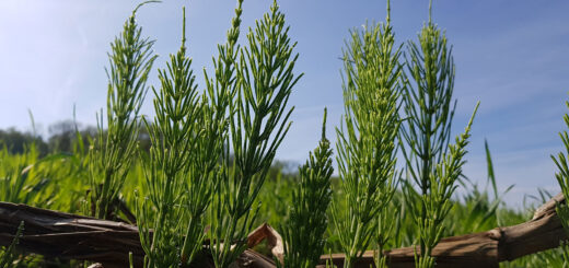 Moose, Farne & Schachtelhalme