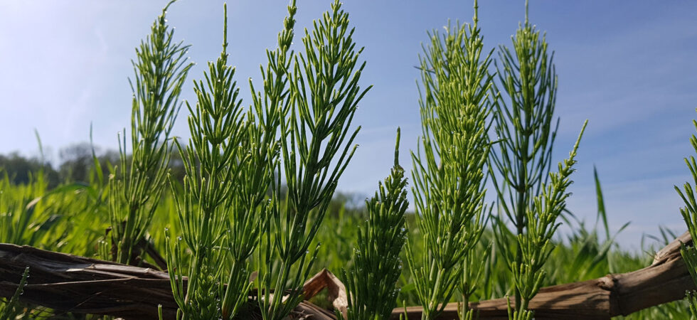 Moose, Farne & Schachtelhalme