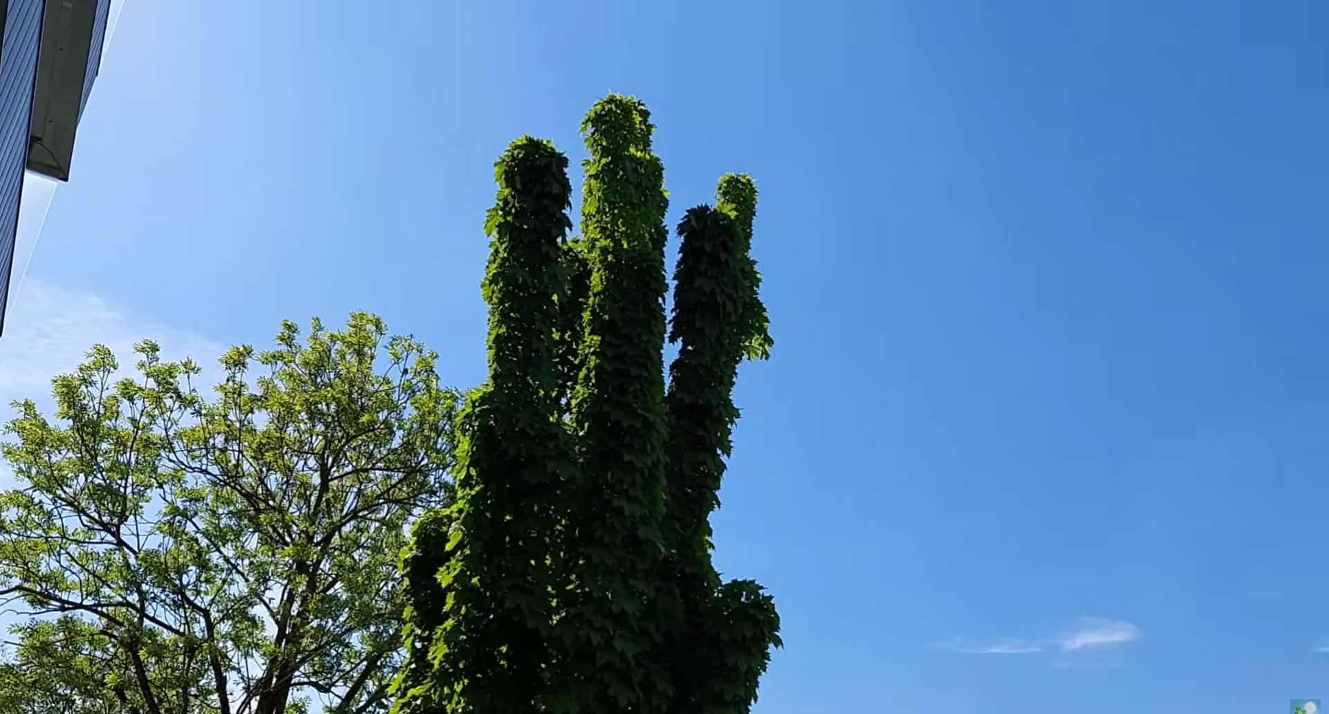 Auxin: Pflanzenwachstum und seine Steuerung